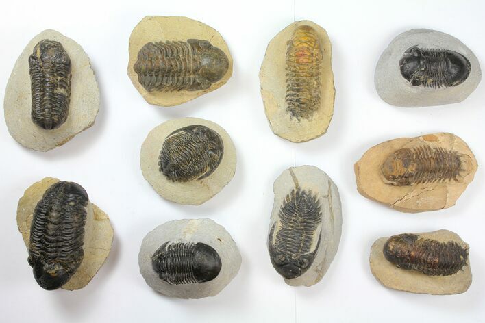Lot: Assorted Devonian Trilobites - Pieces #133939